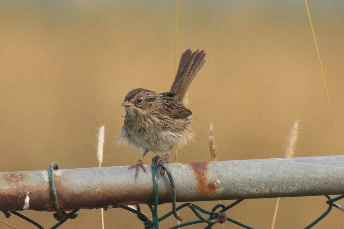 Swamp Sparrow - ML640268144
