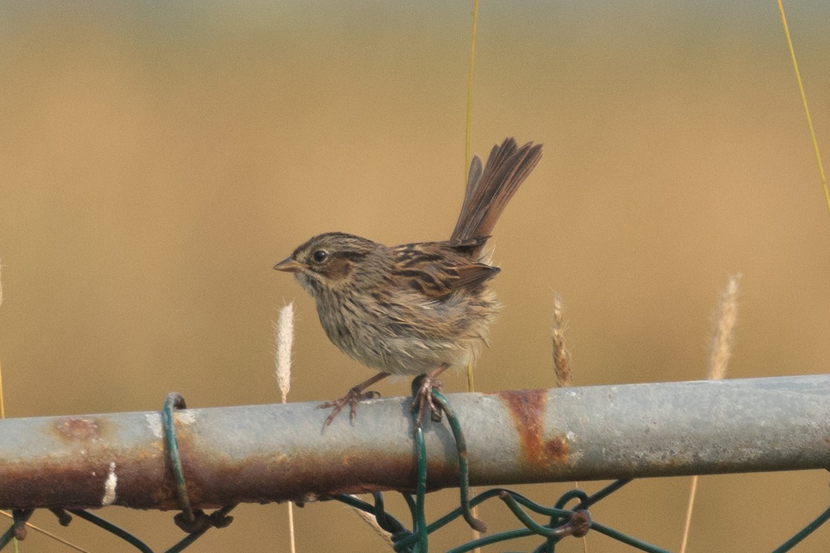 Swamp Sparrow - ML640268145