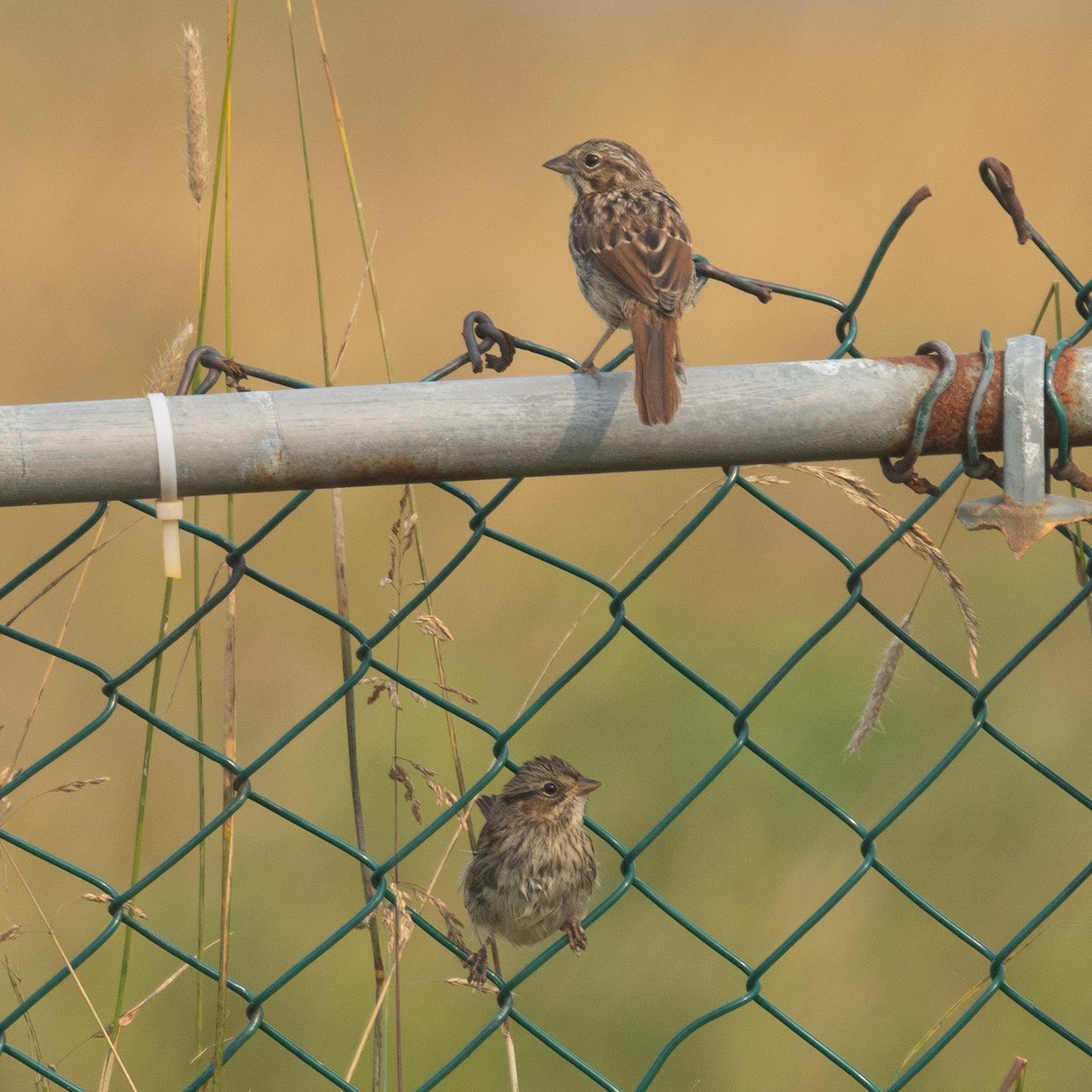 Swamp Sparrow - ML640268146