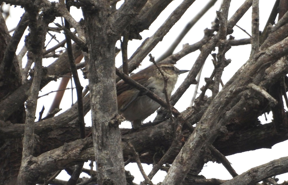 Necklaced Spinetail (La Libertad) - ML640268212