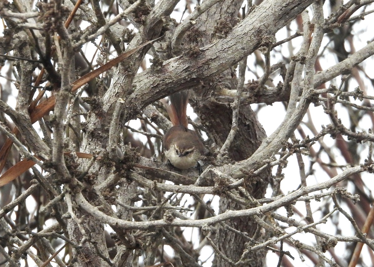 Necklaced Spinetail (La Libertad) - ML640268229