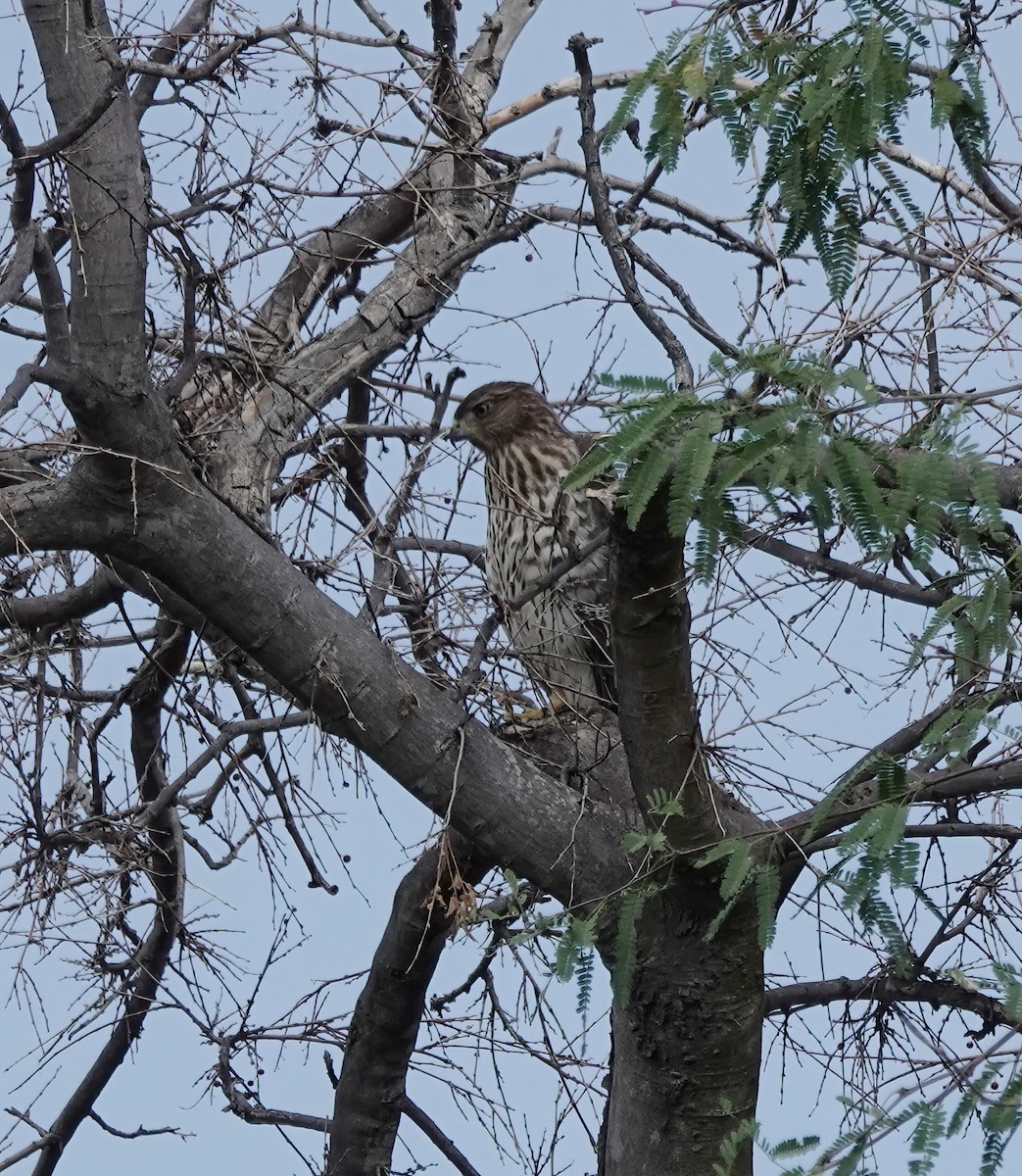 Cooper's Hawk - ML640268237