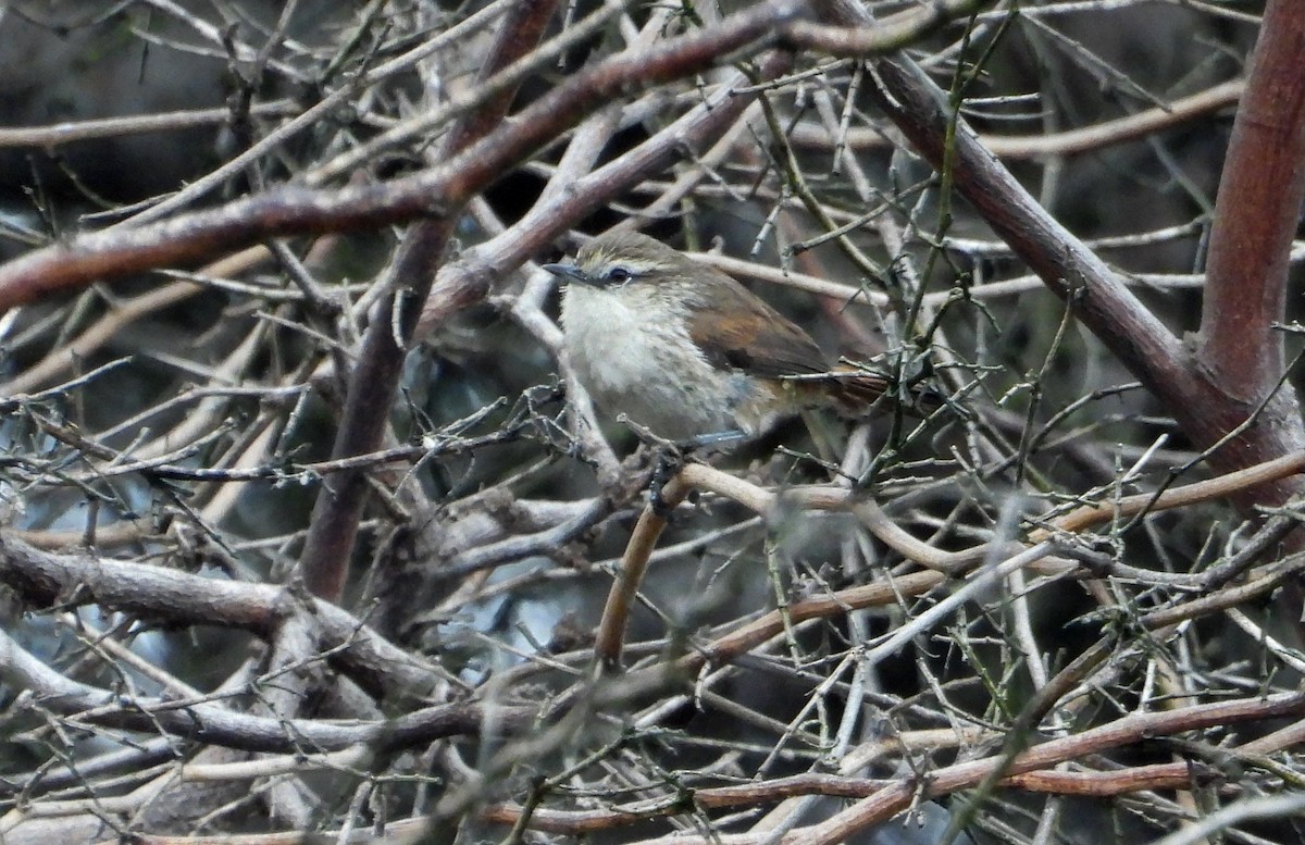 Necklaced Spinetail (La Libertad) - ML640268243