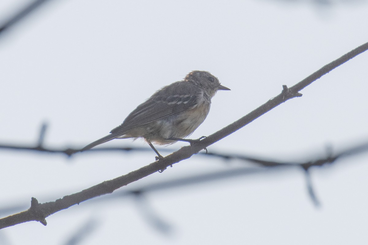 Pine Warbler - ML640268245
