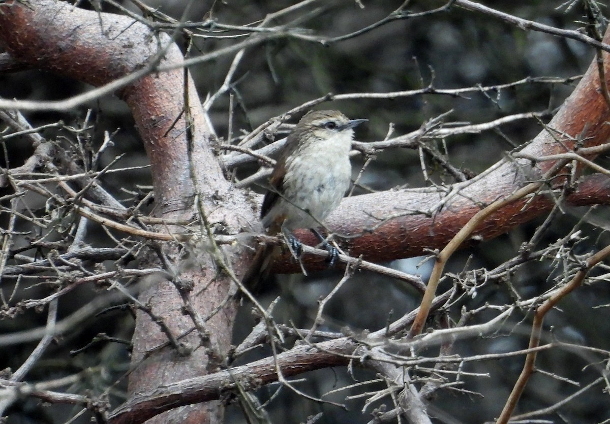 Necklaced Spinetail (La Libertad) - ML640268251