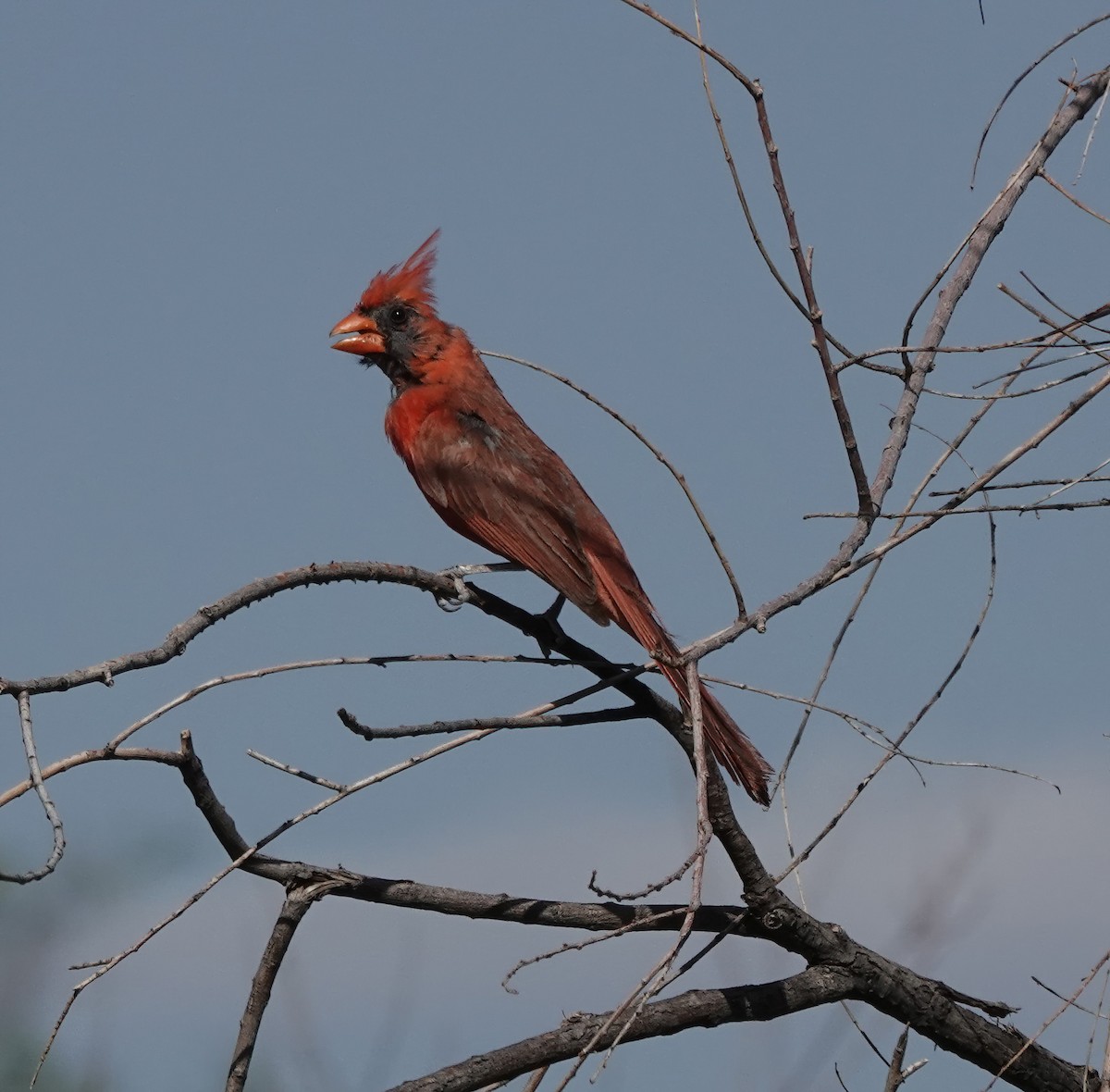 Northern Cardinal - ML640268269