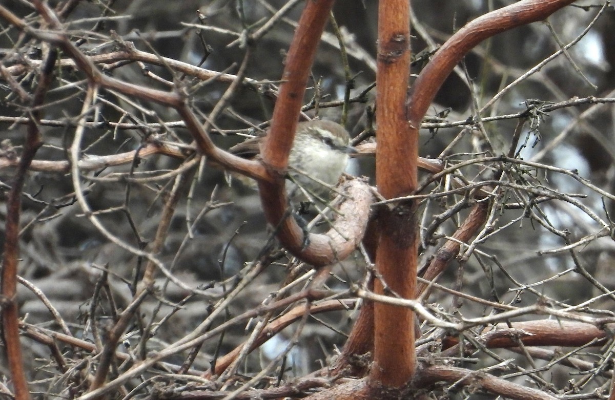 Necklaced Spinetail (La Libertad) - ML640268271