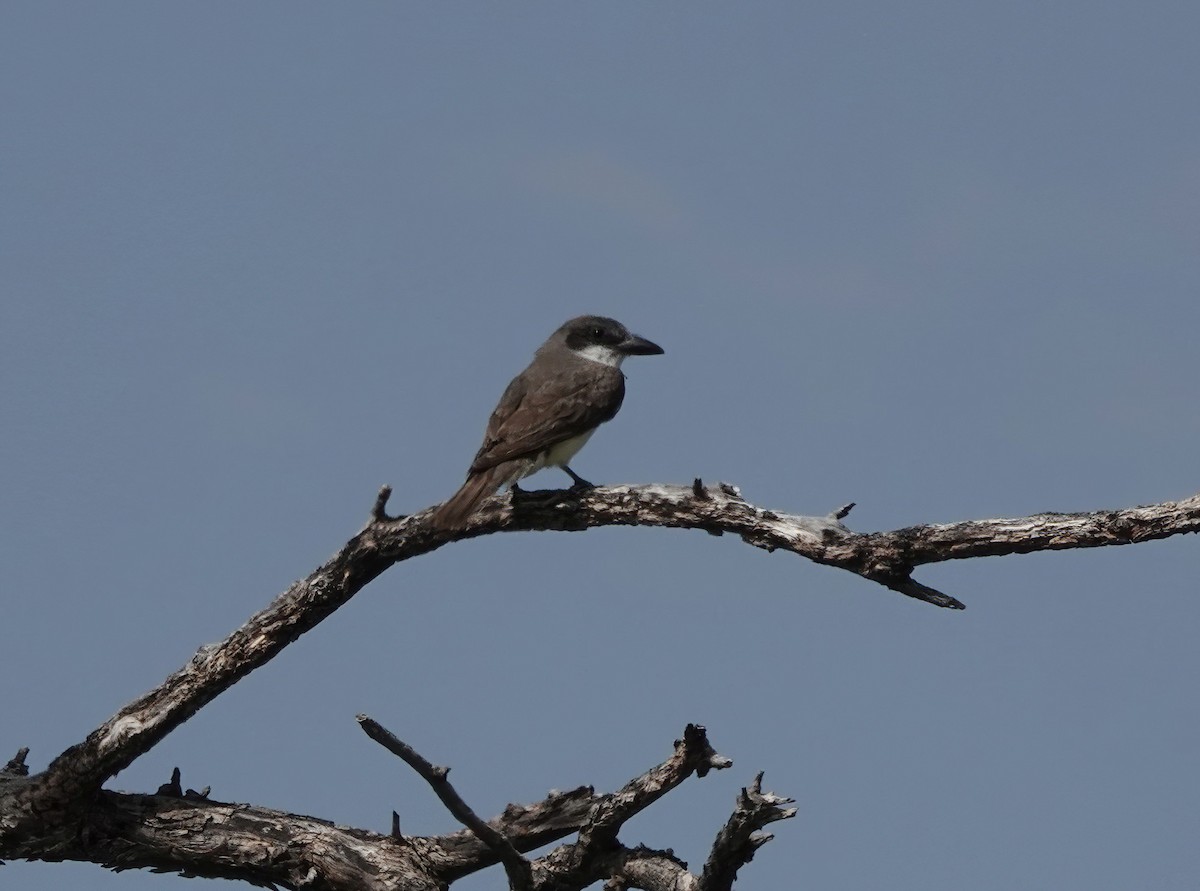 Thick-billed Kingbird - ML640268278