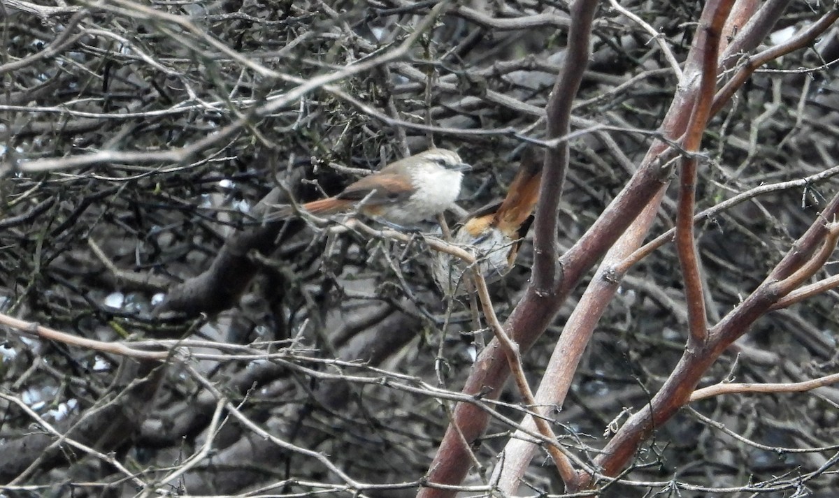 Necklaced Spinetail (La Libertad) - ML640268279