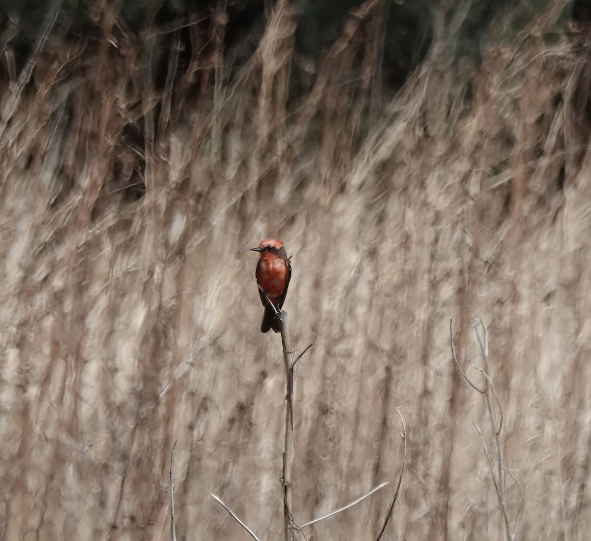 Vermilion Flycatcher - ML640268302