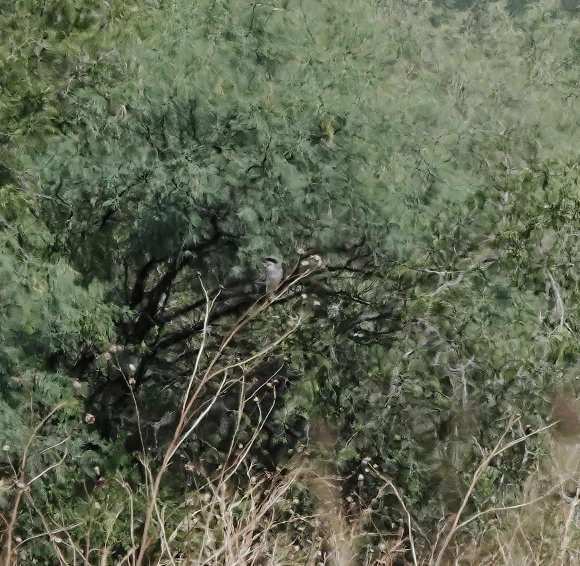 Loggerhead Shrike - ML640268348