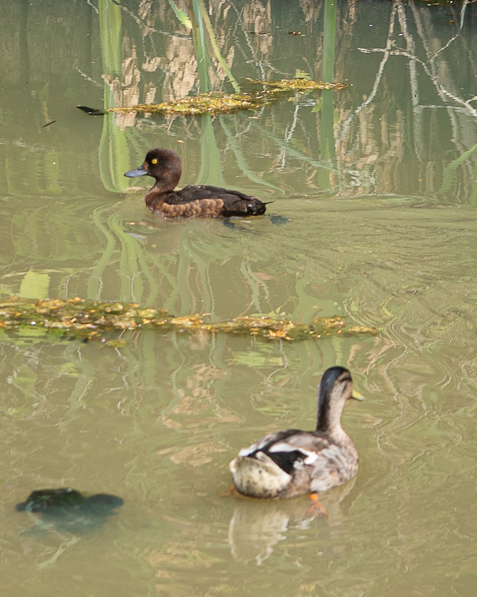 Tufted Duck - ML640268430