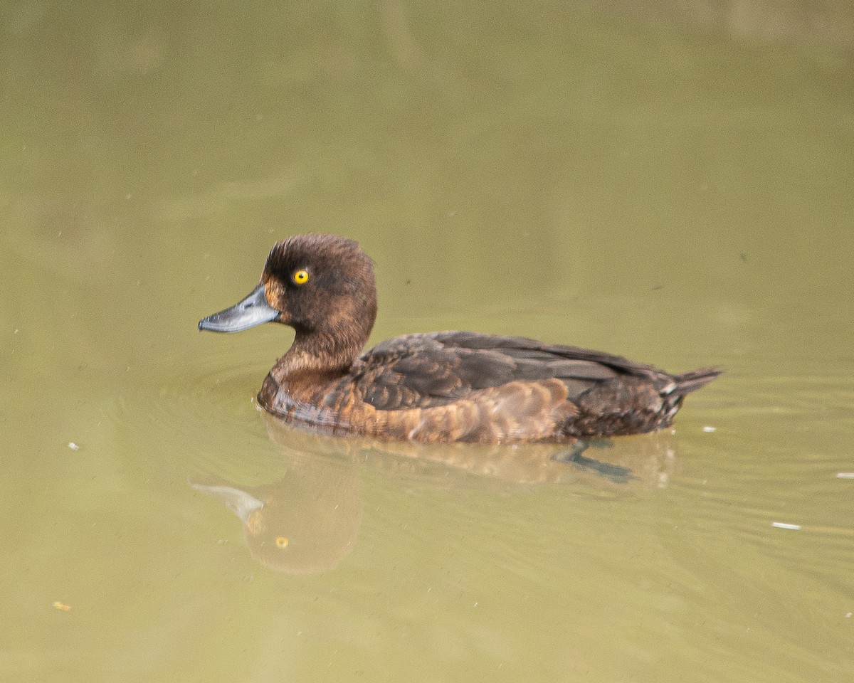 Tufted Duck - ML640268433