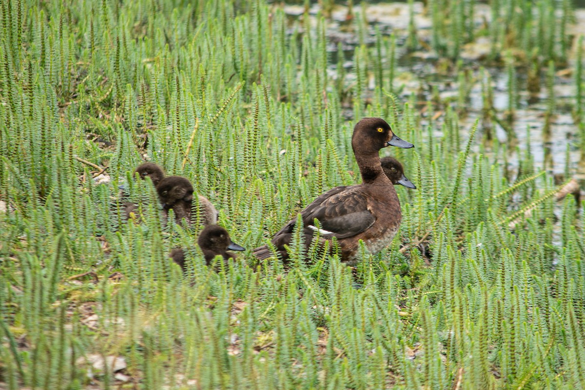 Tufted Duck - ML640268434