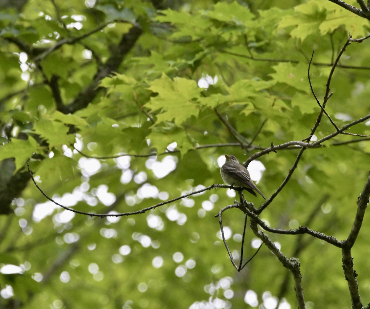 Eastern Wood-Pewee - ML640268563