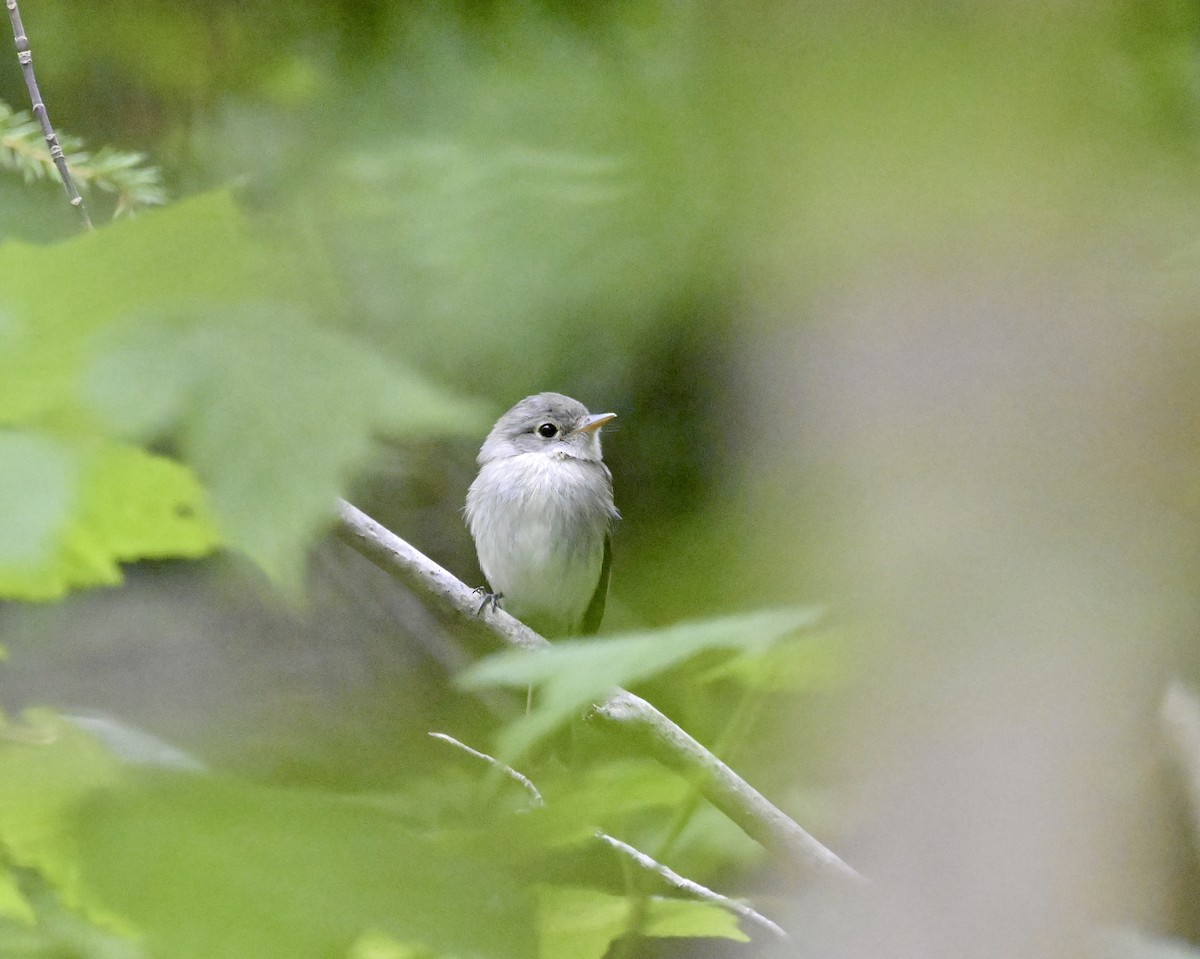 Least Flycatcher - ML640268573