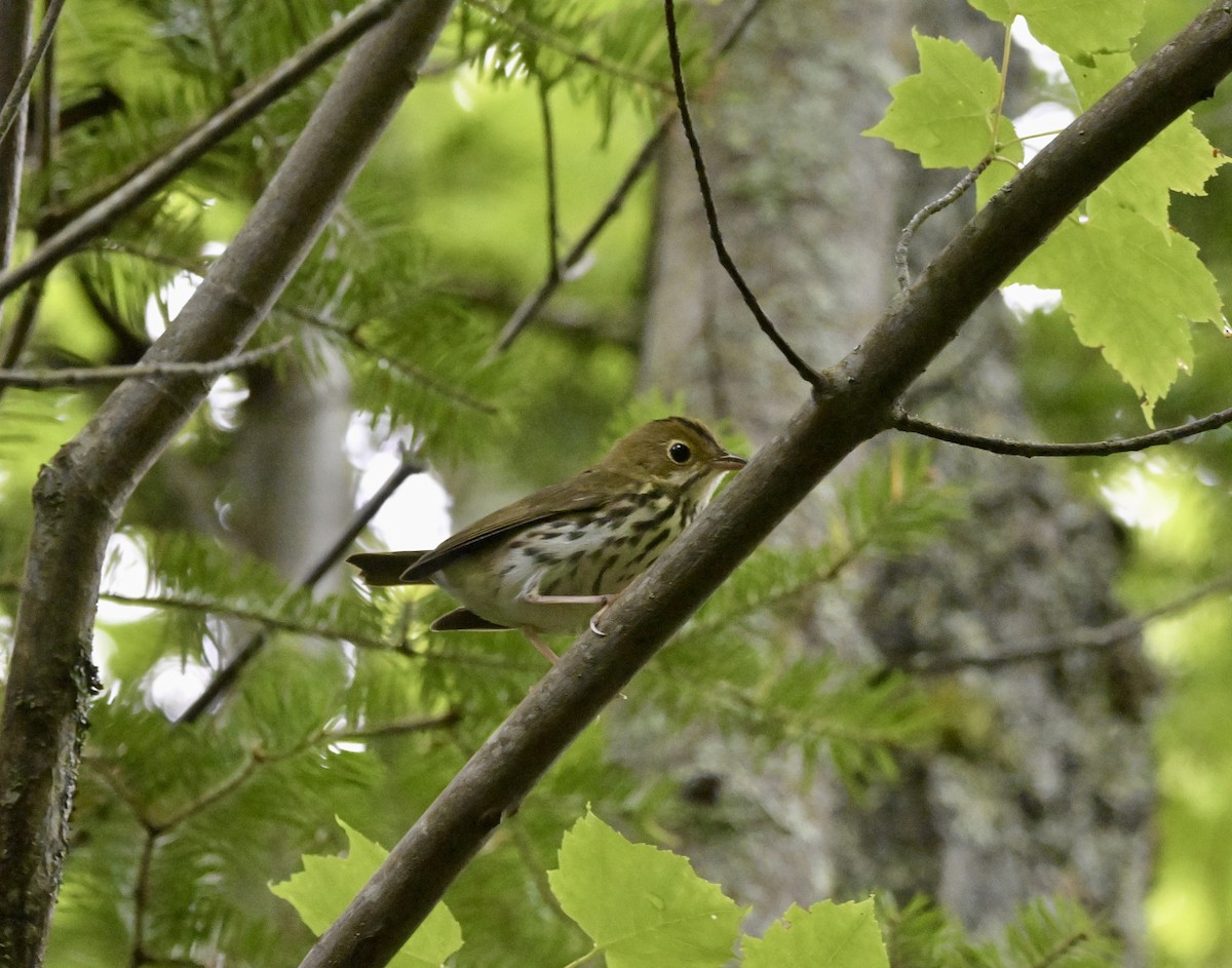 Ovenbird - ML640268574