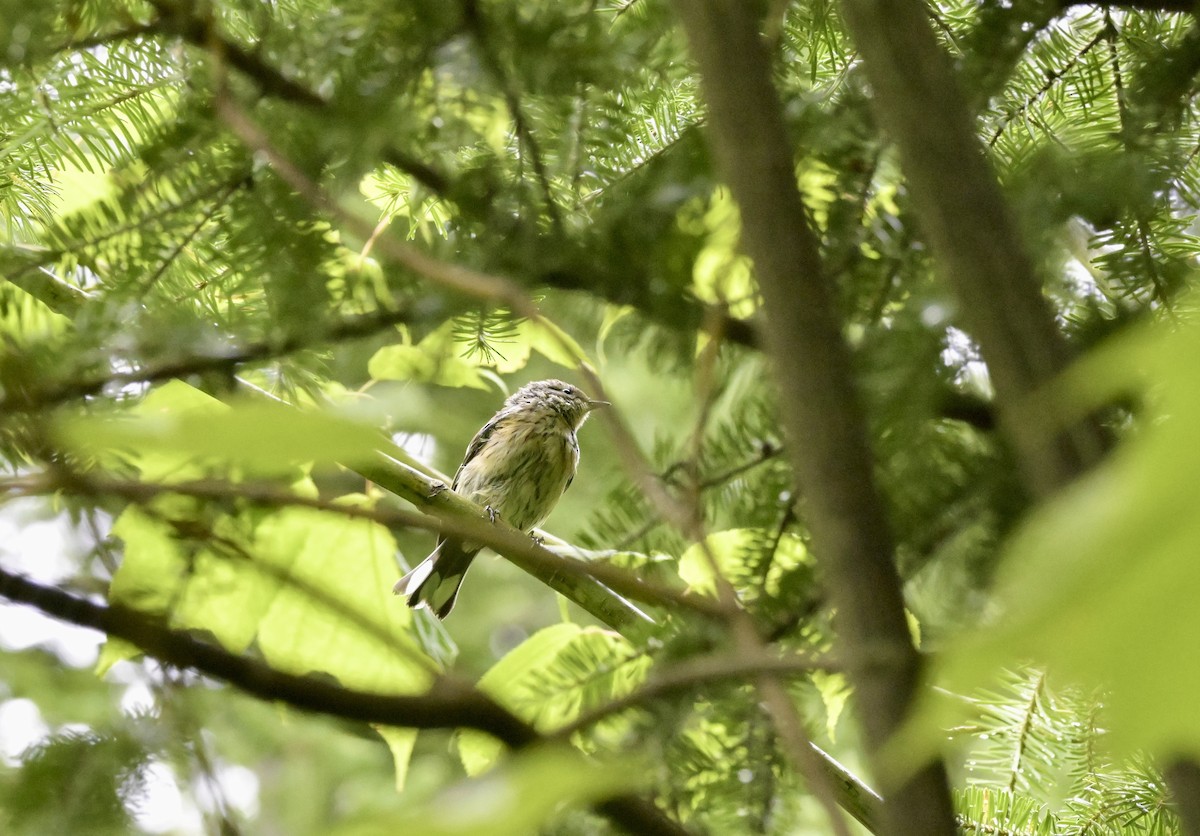 Yellow-rumped Warbler - ML640268582