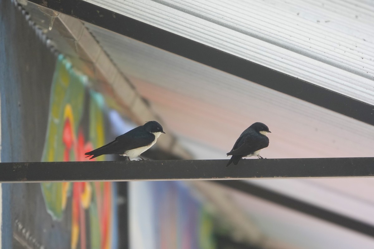 Blue-and-white Swallow (cyanoleuca) - ML640268613