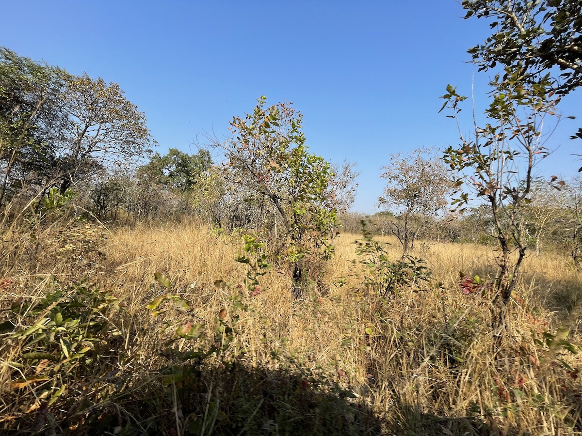 null - ML640268623