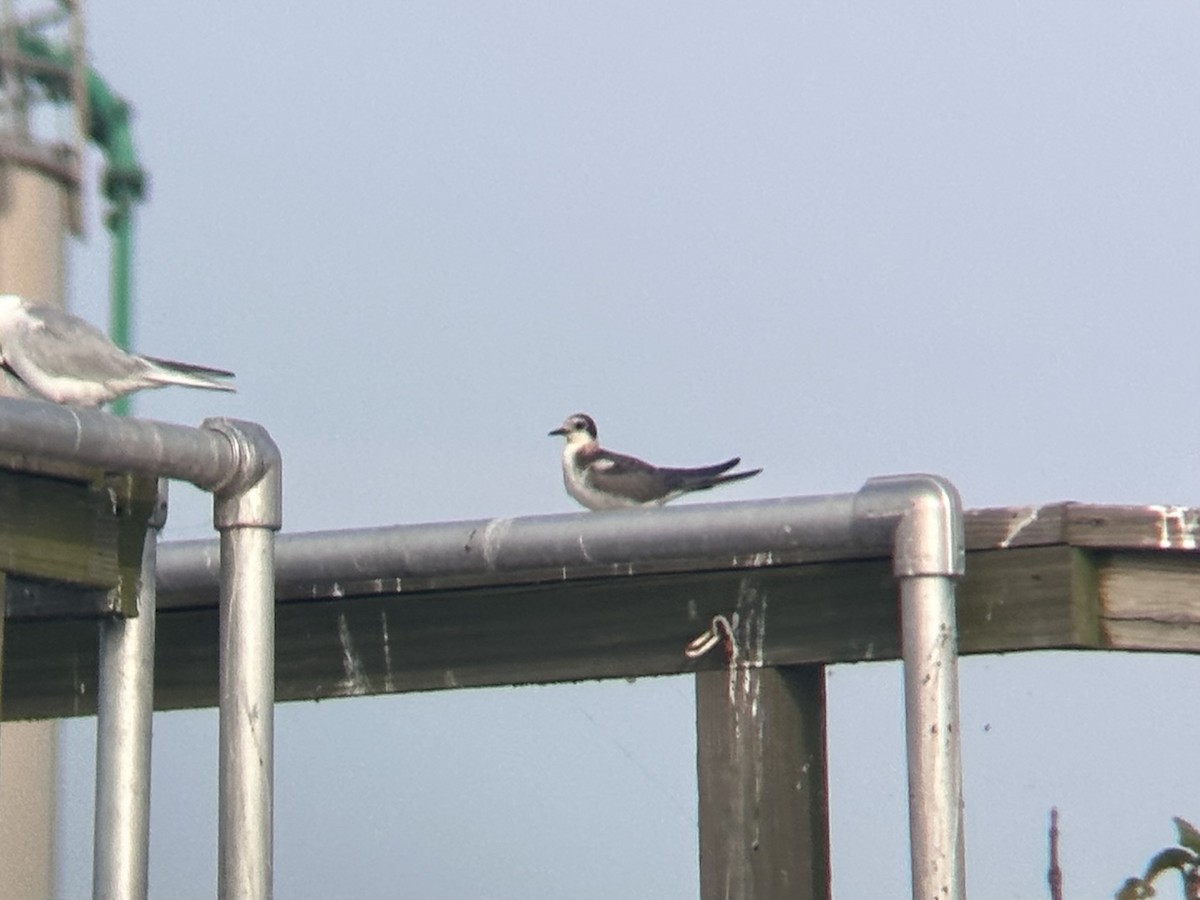 Black Tern - ML640268671