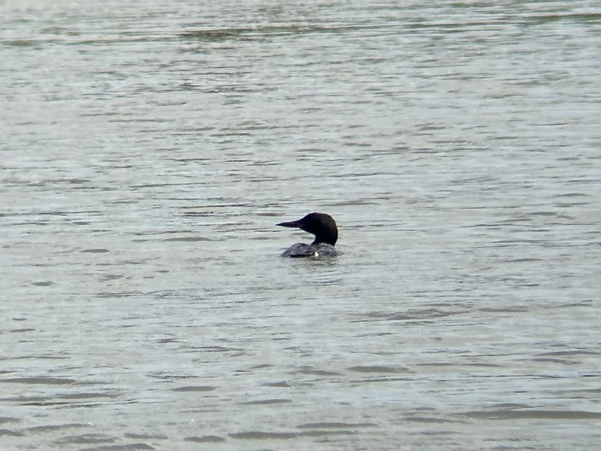 Common Loon - ML640268673