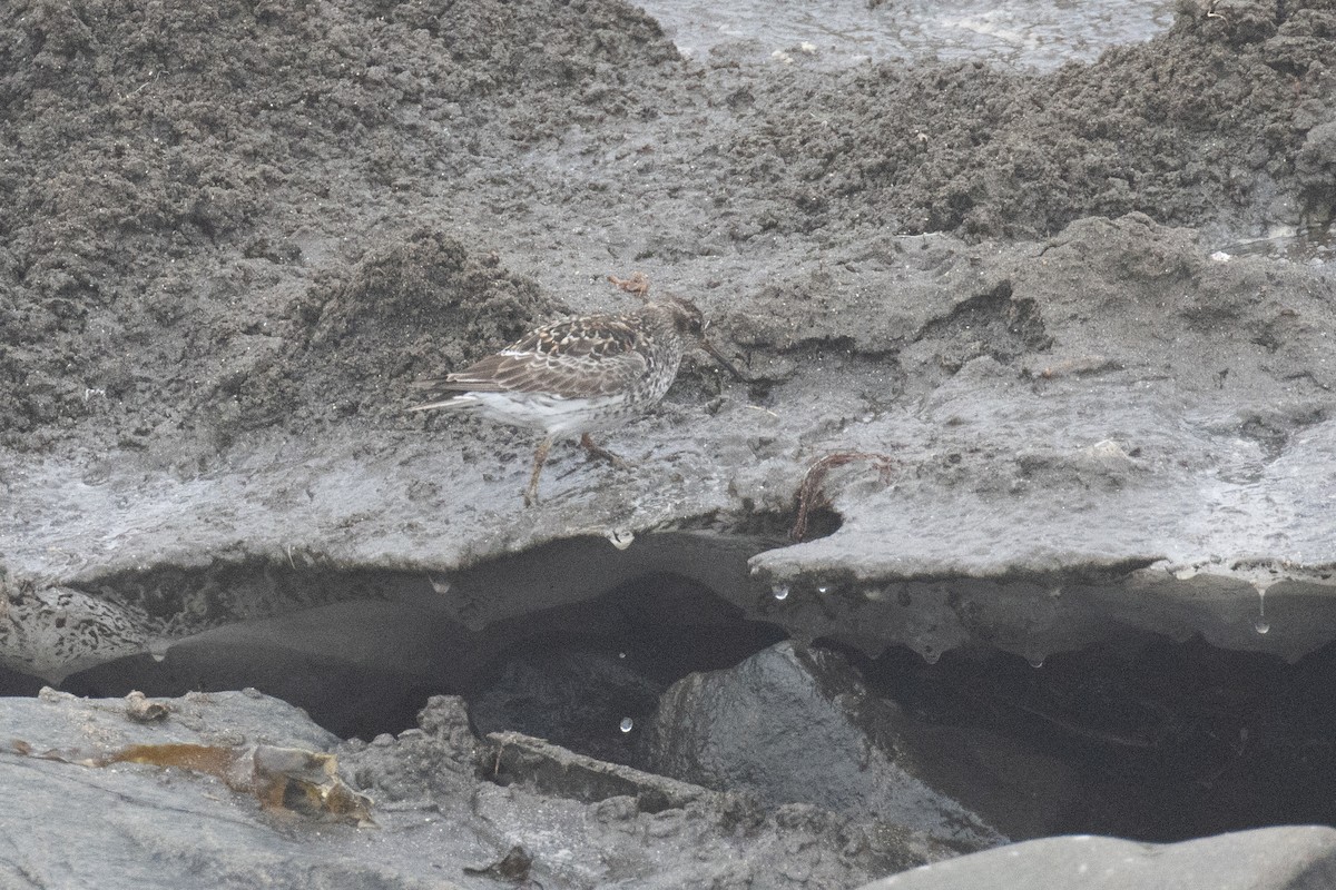 Purple Sandpiper - ML640268690