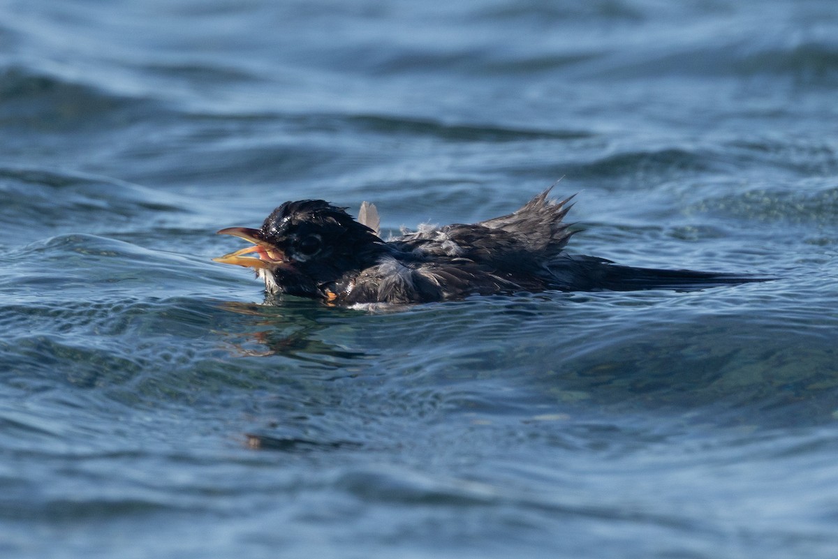 American Robin - ML640268698