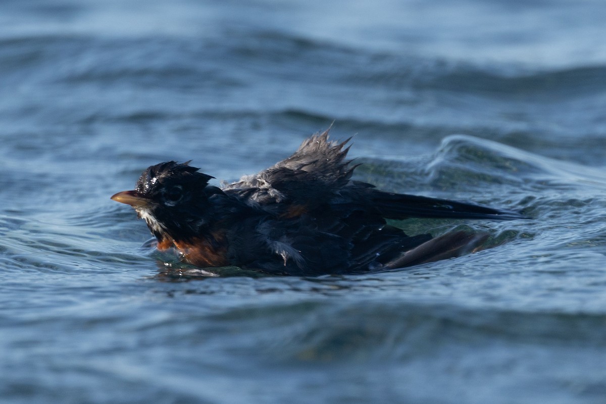 American Robin - ML640268699