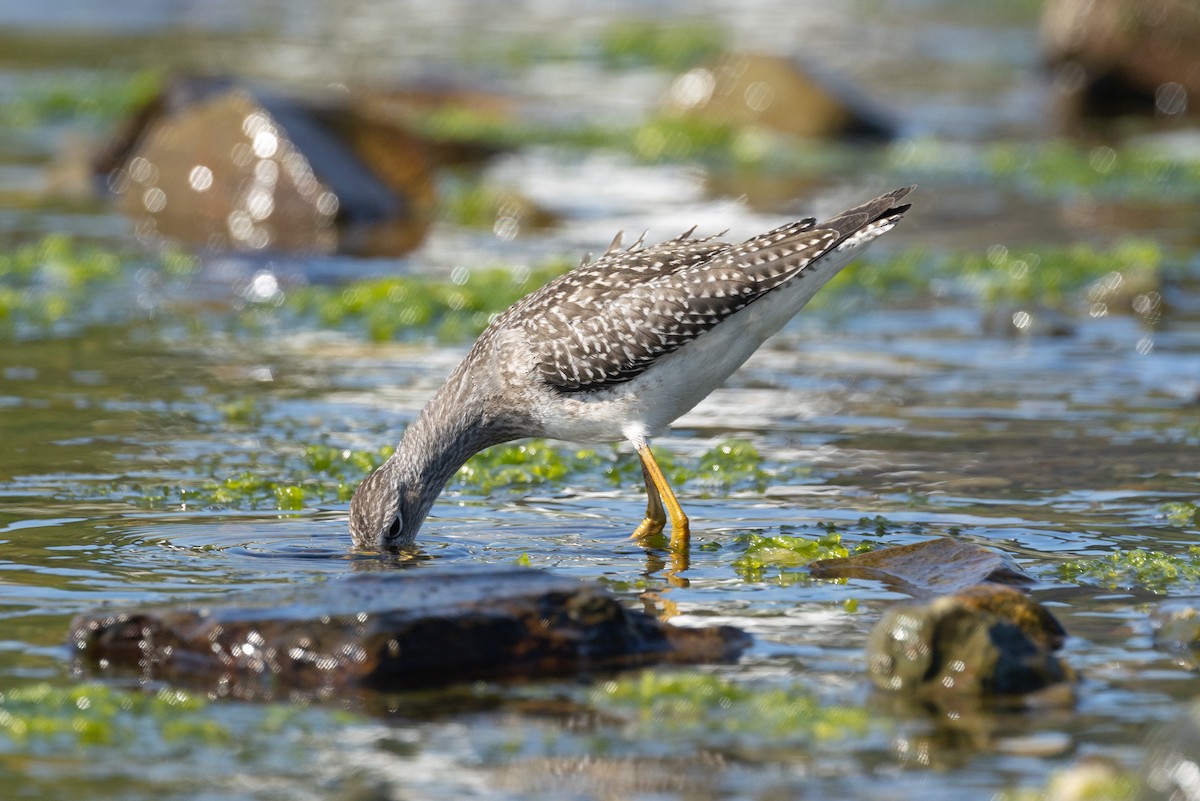 Lesser Yellowlegs - ML640268712