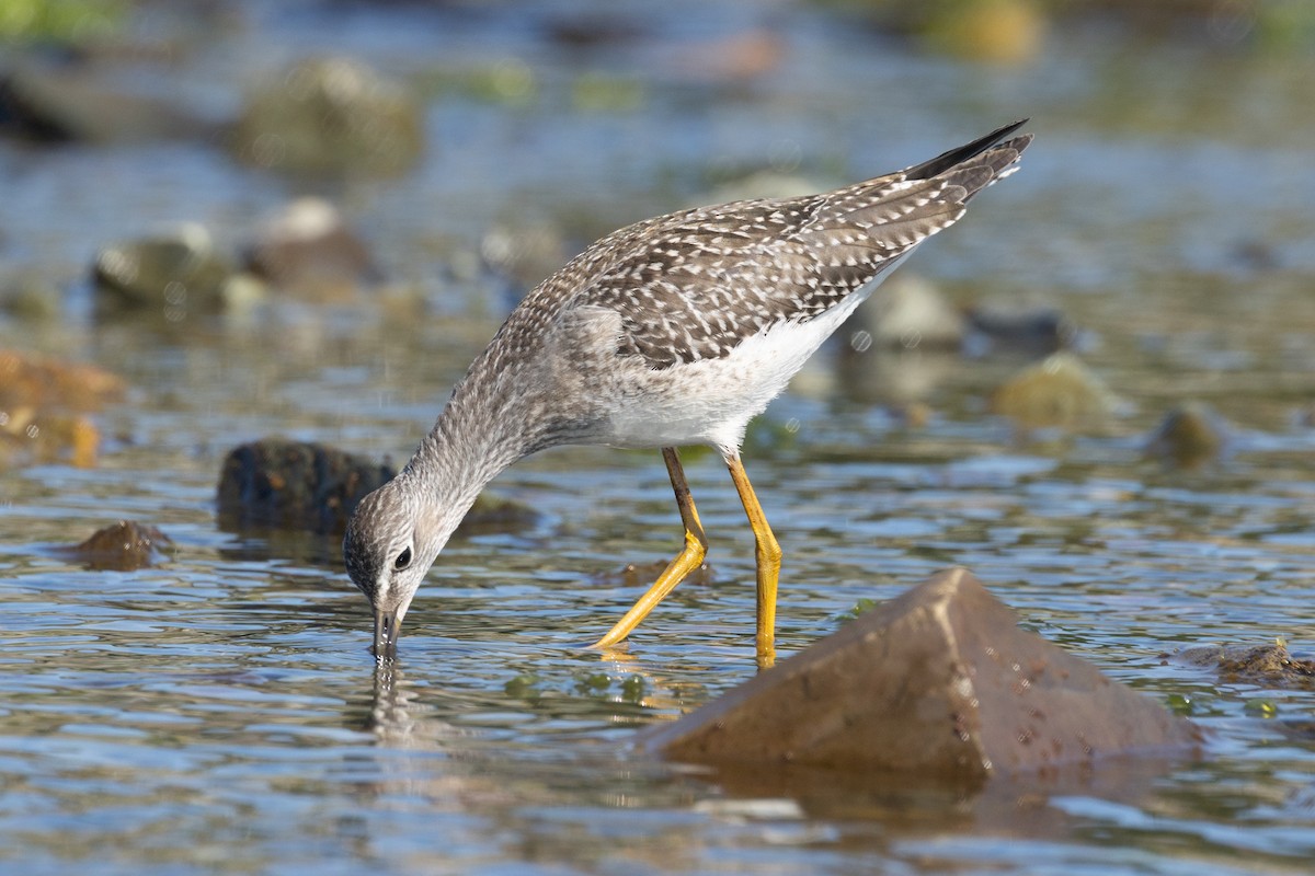 Lesser Yellowlegs - ML640268713
