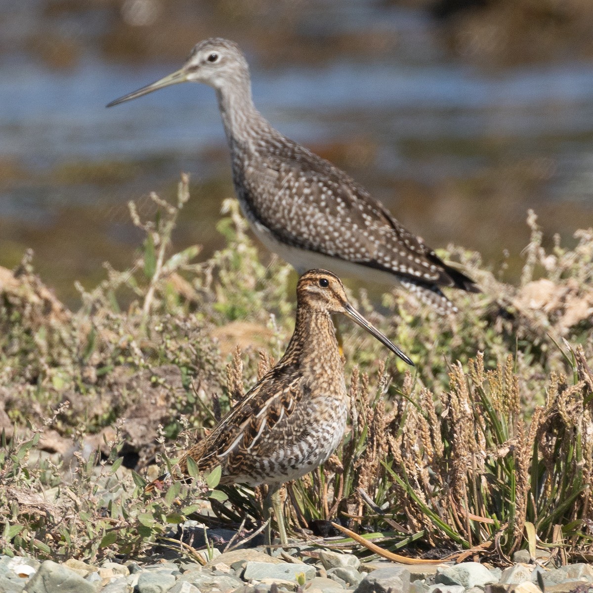 Wilson's Snipe - ML640268716