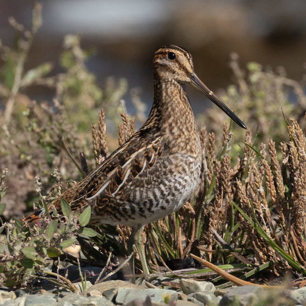 Wilson's Snipe - ML640268717