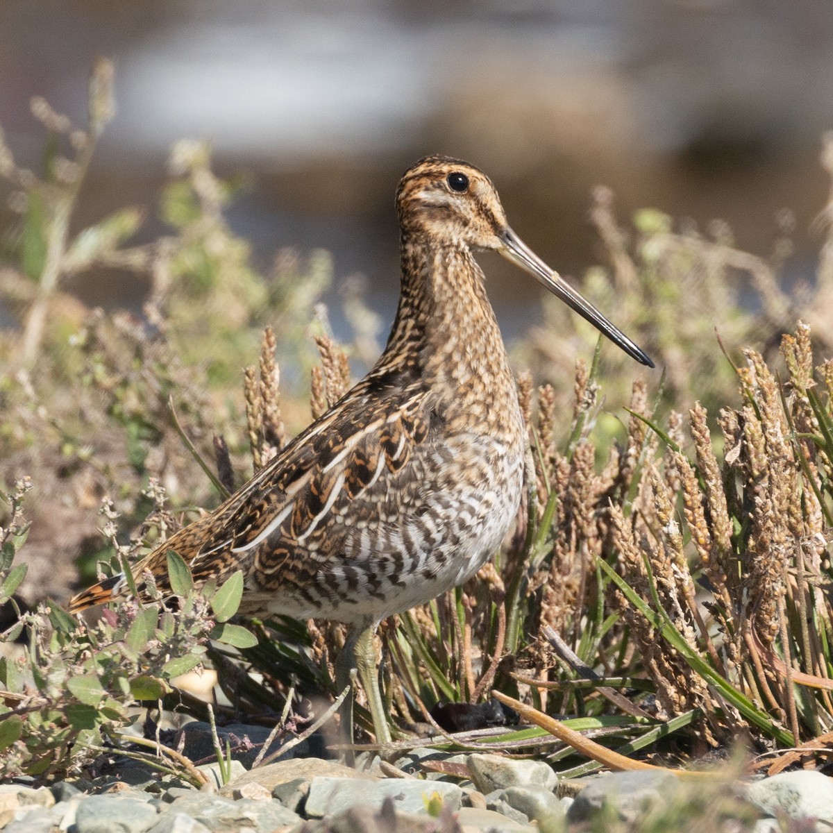 Wilson's Snipe - ML640268718