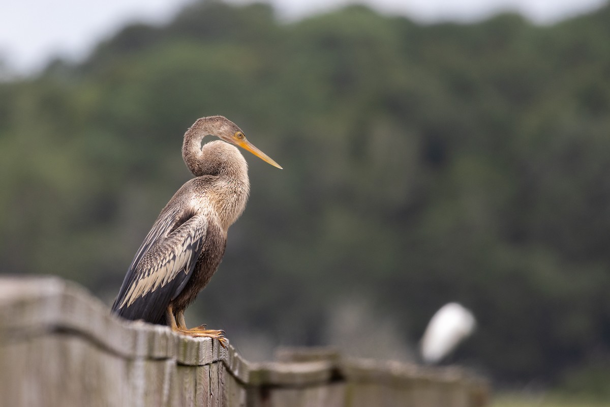 Anhinga - ML640268738