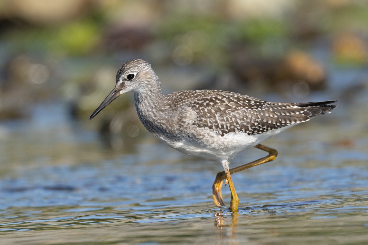 Lesser Yellowlegs - ML640268739