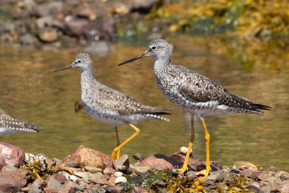 Lesser Yellowlegs - ML640268754