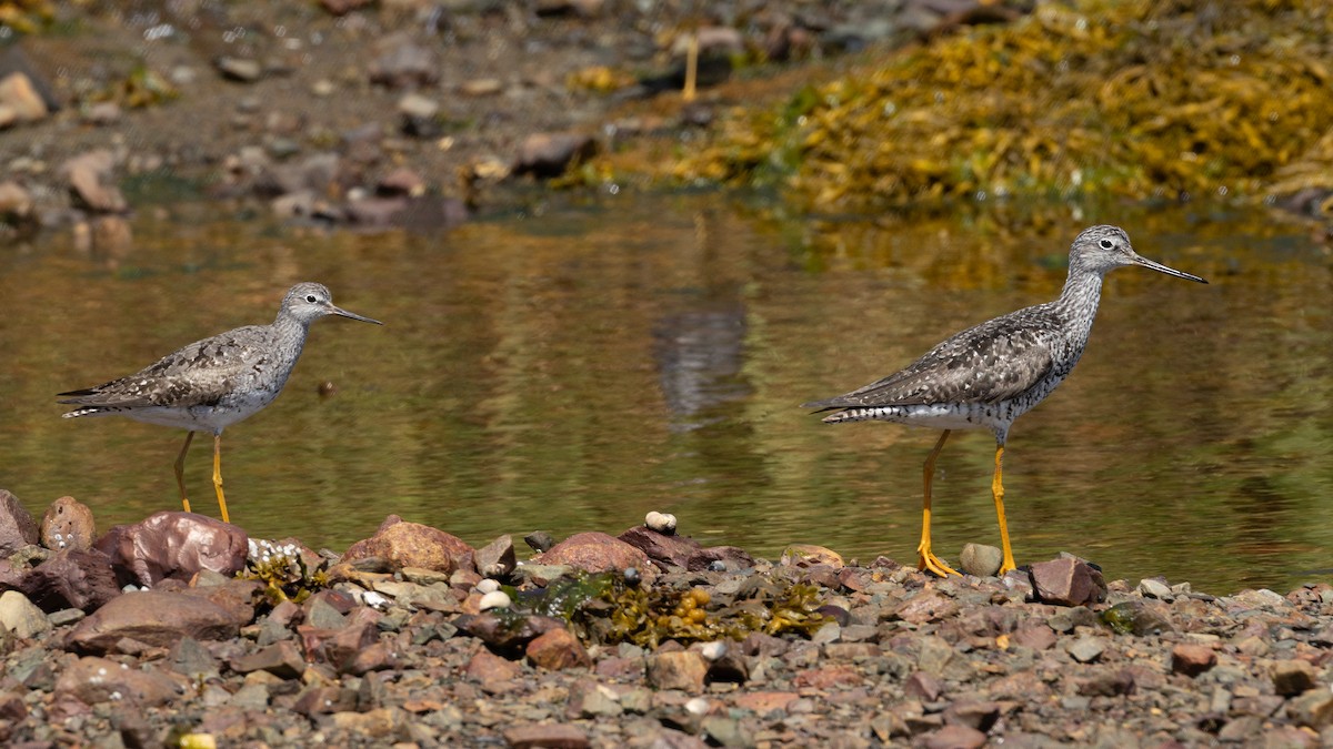 Lesser Yellowlegs - ML640268755