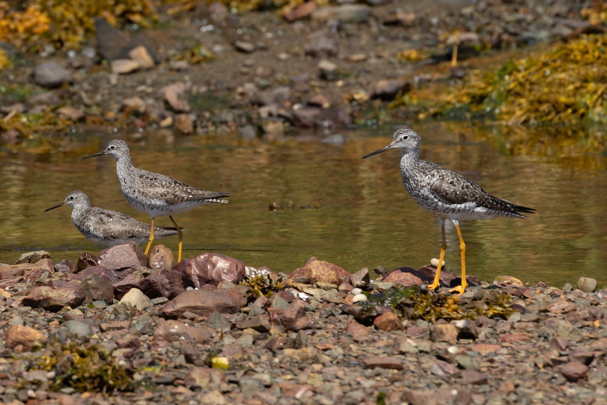 Lesser Yellowlegs - ML640268756