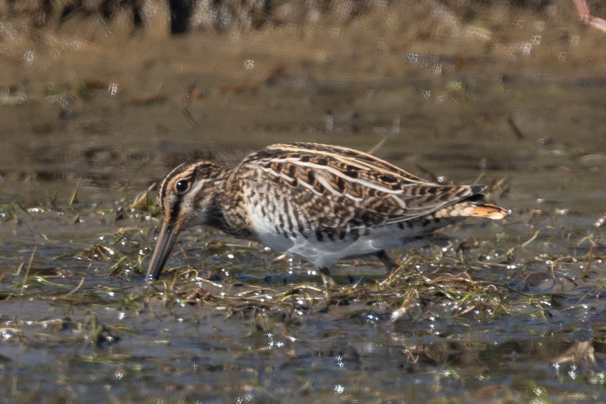 Wilson's Snipe - ML640268818