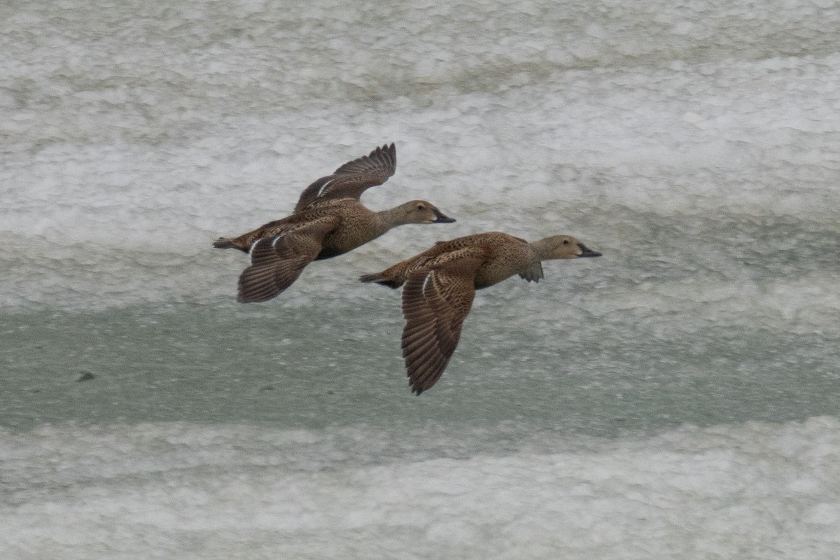 King Eider - ML640268879