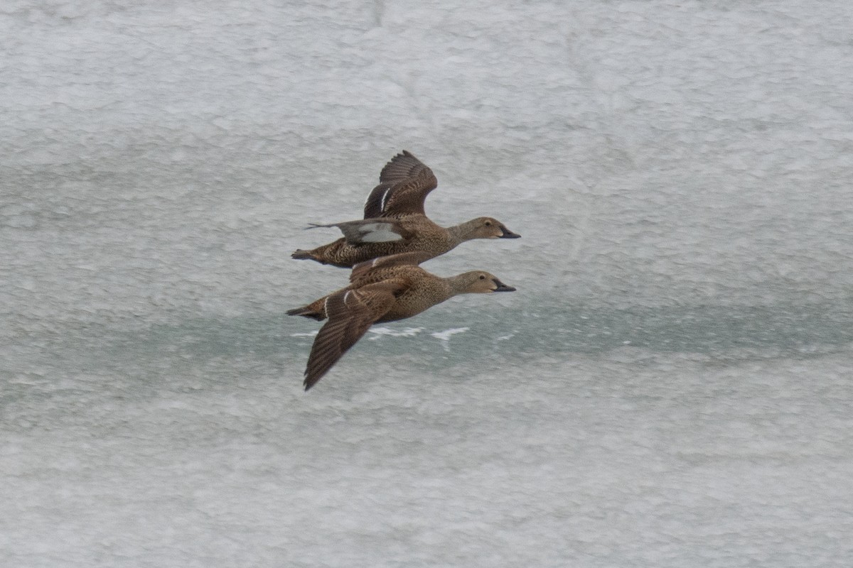 King Eider - ML640268880