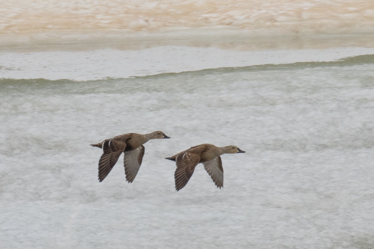 King Eider - ML640268881