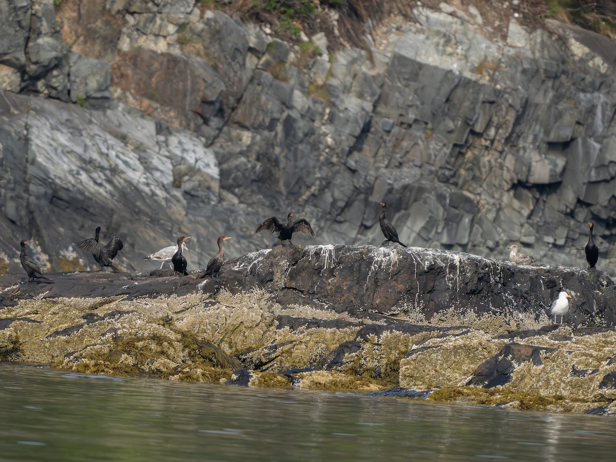 Cormoran à aigrettes - ML640268888