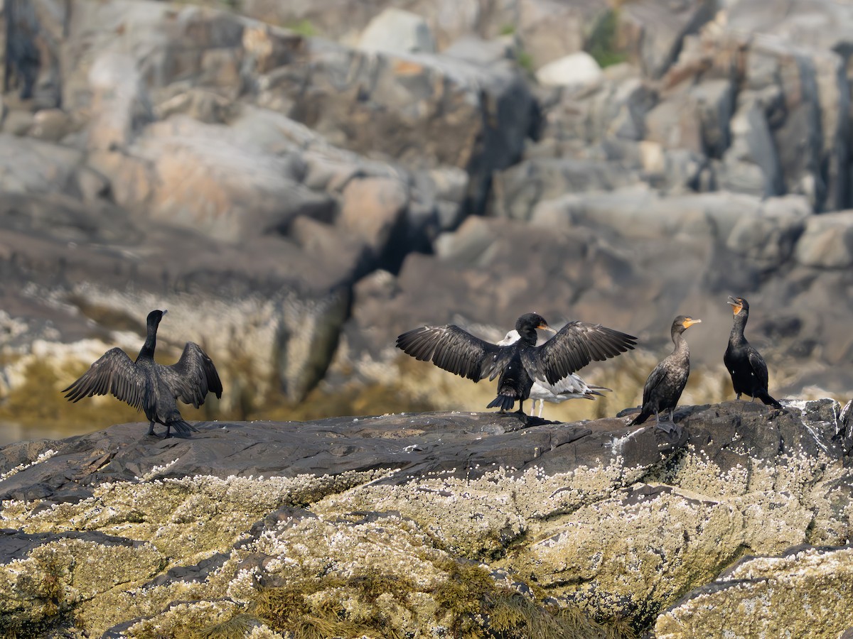 Cormoran à aigrettes - ML640268890
