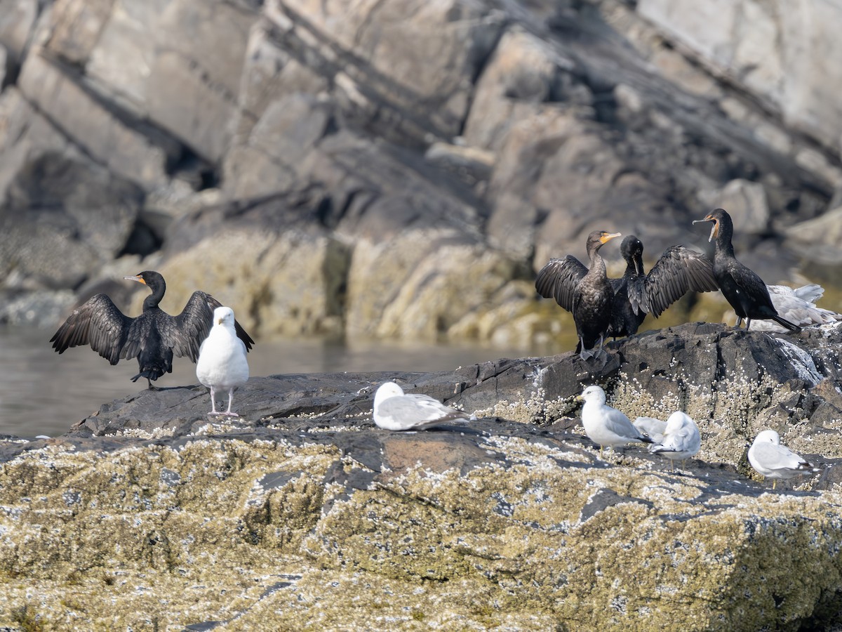 Cormoran à aigrettes - ML640268908