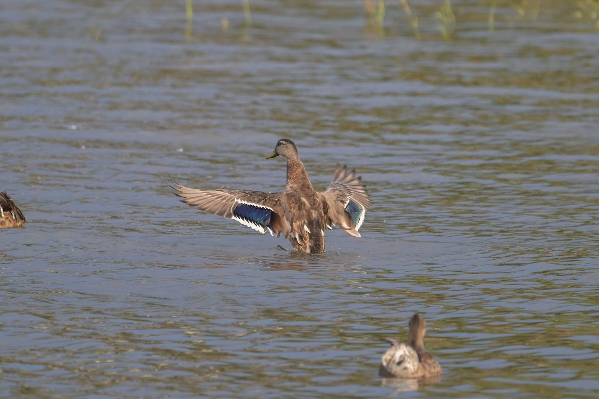 Canard colvert - ML640268910