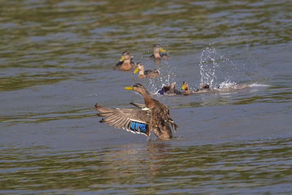 Canard colvert - ML640268914