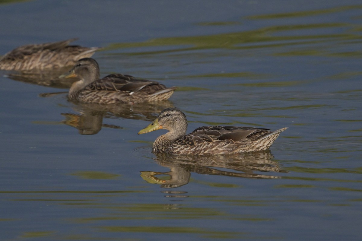 Canard colvert - ML640268915