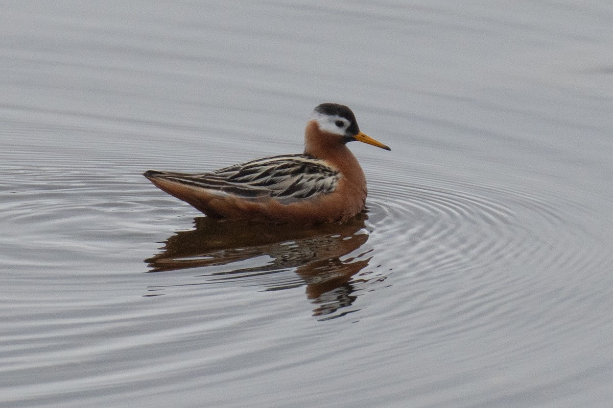 Red Phalarope - ML640268919